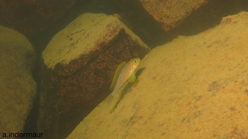 Xenotilapia sp. 'papilio sunflower' Chituta Bay